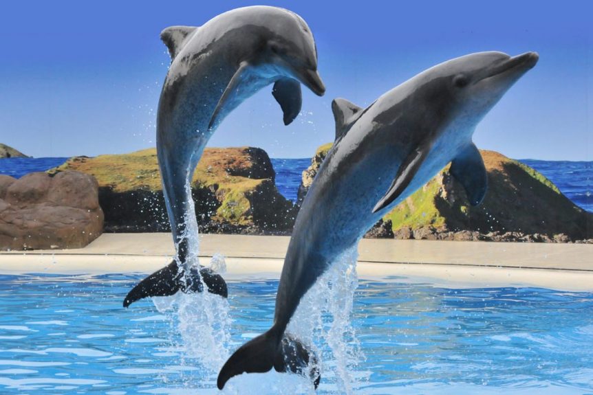 dolphins | Sherwood Farm