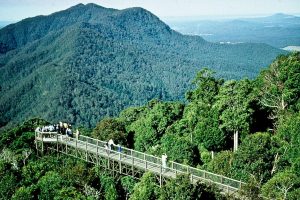 Dorrigo National Park